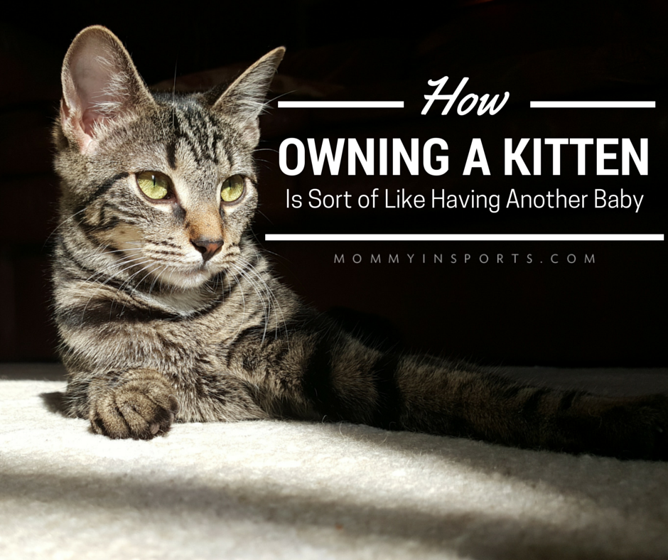 How Owning a Kitten is Sort of Like Having Another a Baby