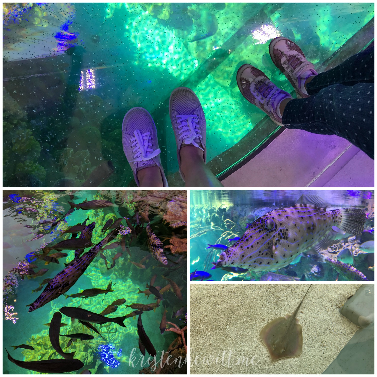 Looking for a place to beat the heat in Miami? Stop by Frost Science and learn what everyone is talking about! A wonderful new learning center.